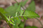 Golden groundsel